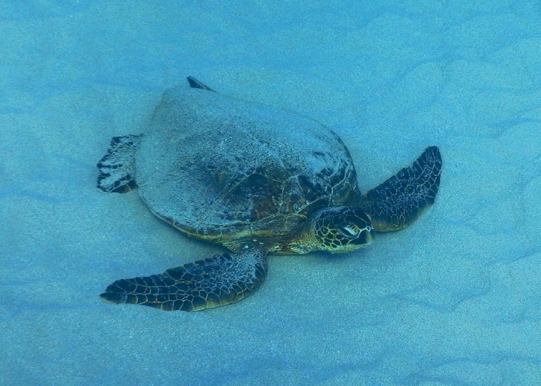 Green Sea Turtle