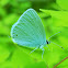 Western Tailed-Blue