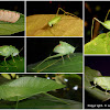 Angle-wing katydid life cycle