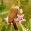 Booted warbler