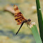 Halloween Pennant Dragonfly