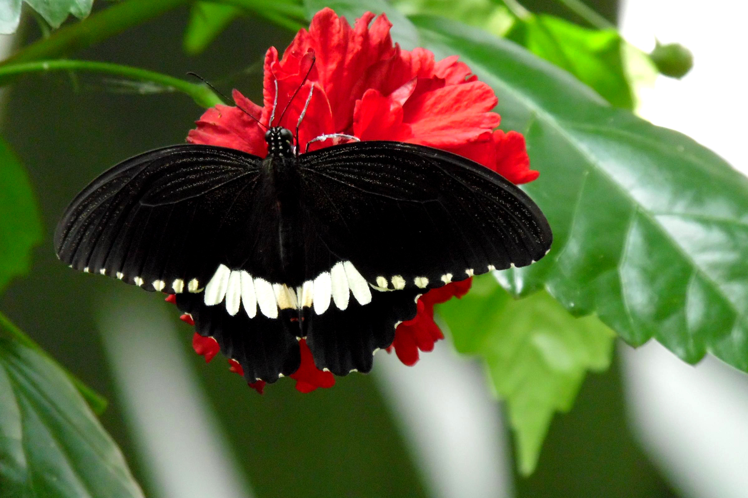 Madame Butterfly di joysphoto