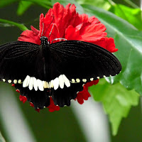 Madame Butterfly di 