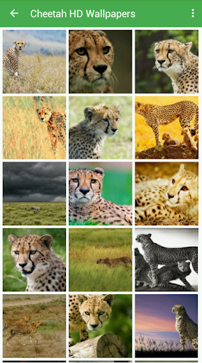 Cheetah Wallpapers