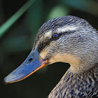 Ánade real (Mallard)