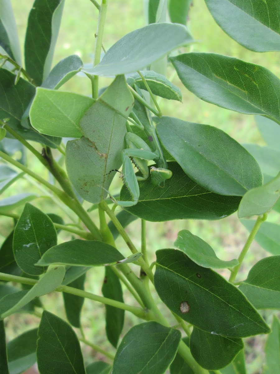 Asian Giant Mantis