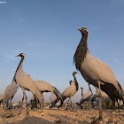 Demoiselle Crane