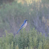 Island Scrub-Jay