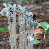 Indian Pipe