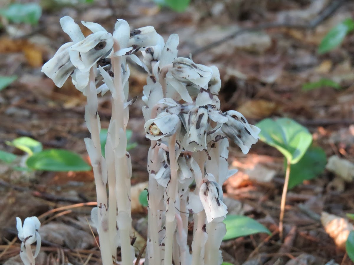 Indian Pipe