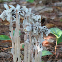 Indian Pipe