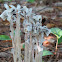 Indian Pipe