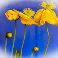 Yellow poppies in the blue di 