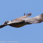 Woodpigeon; Paloma Torcaz