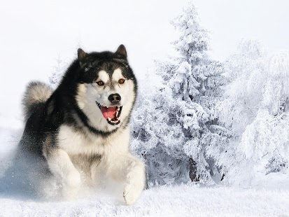 Download Husky Siberian Live Wallpaper APK