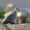 Eurasian collared dove