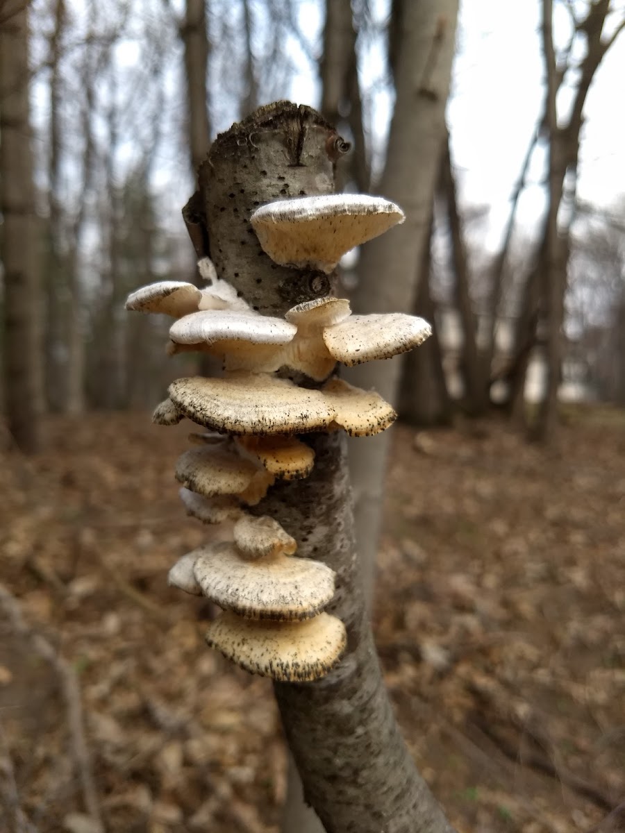 Polypore