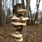 Polypore