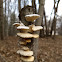 Polypore