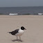 Laughing Gull - Adult