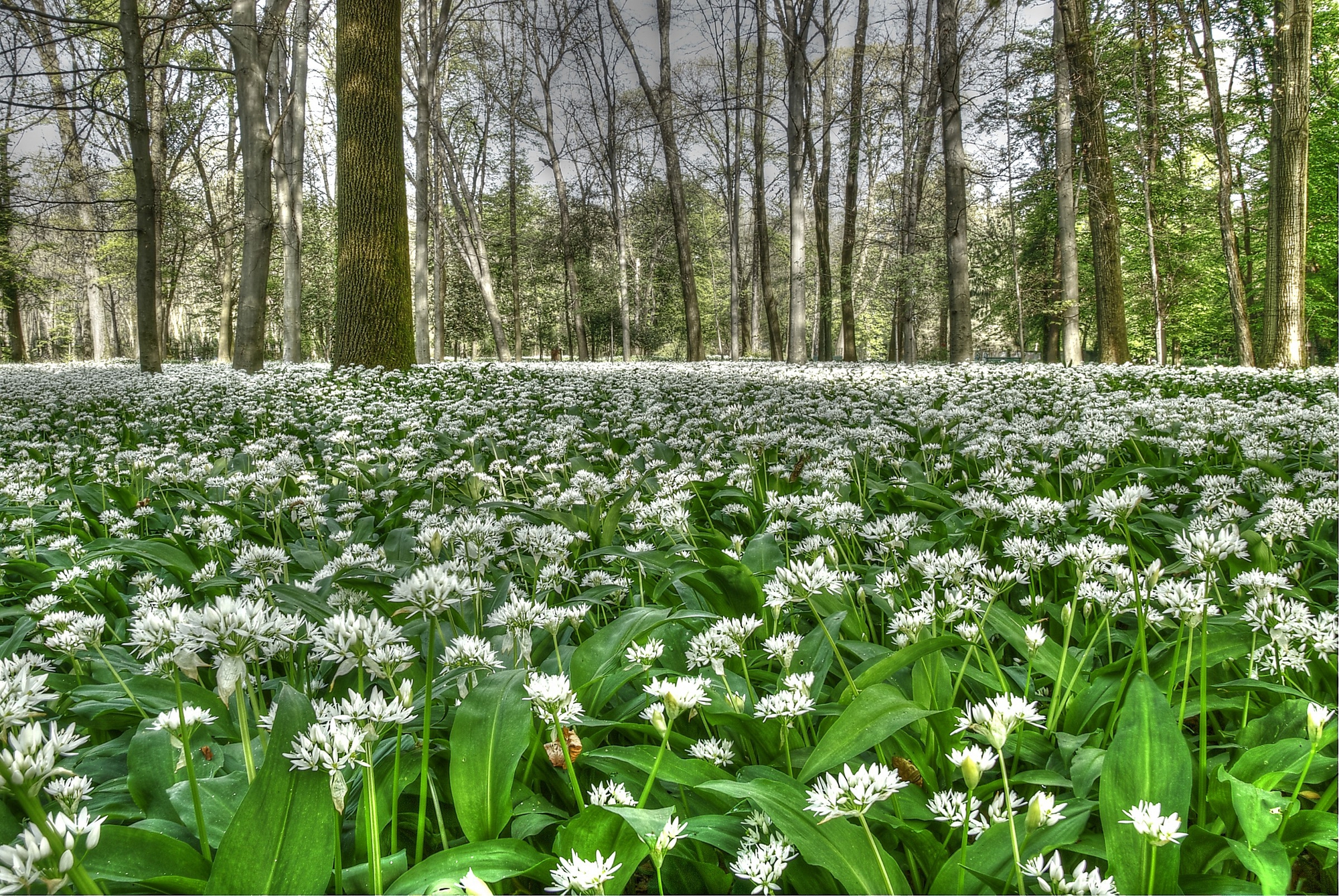 Il prato di primavera di mami