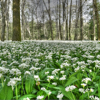 Il prato di primavera di 