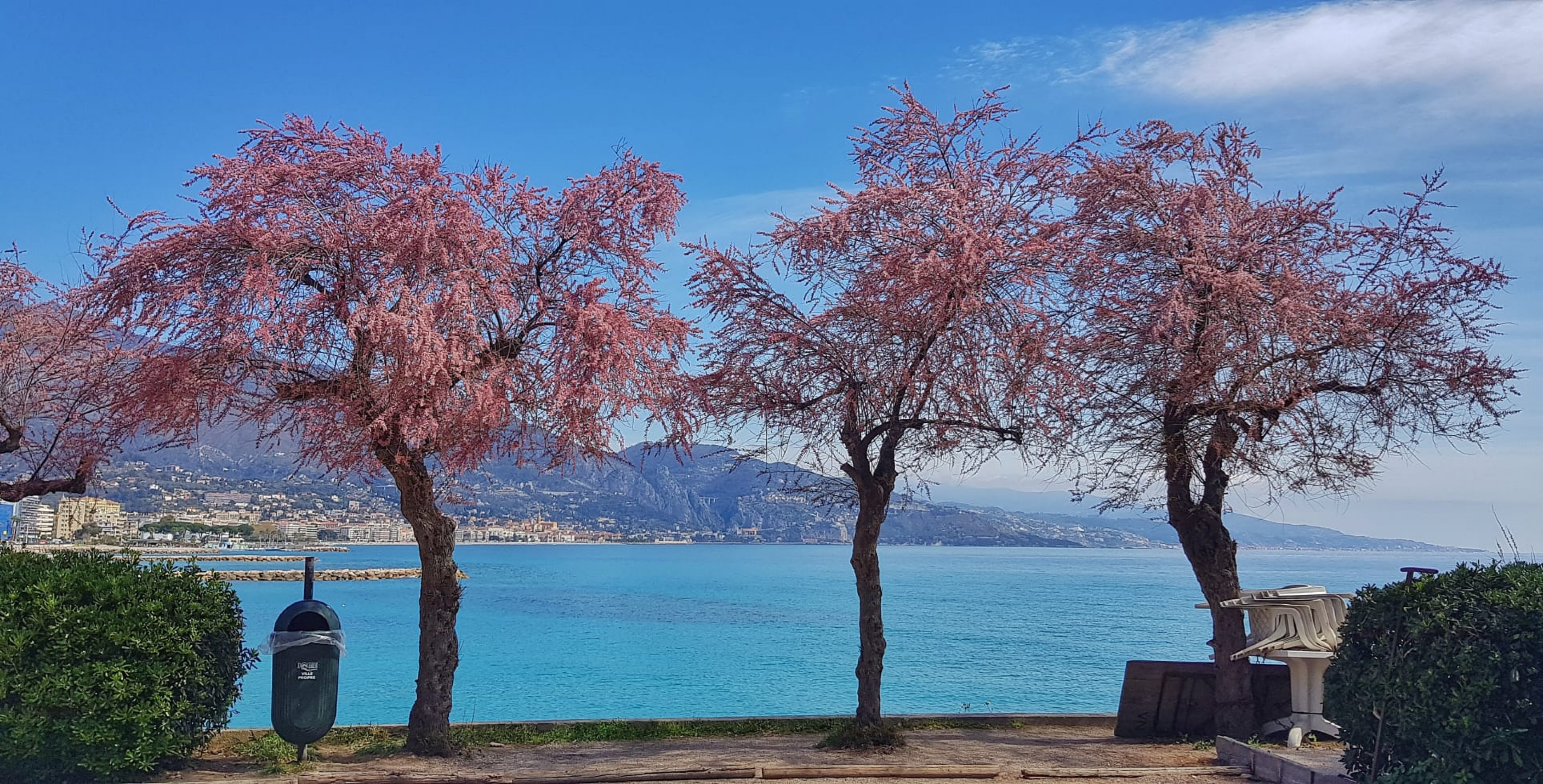 3 alberi in fiore  di Trifani