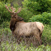 Rocky Mountain Elk