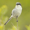 Loggerhead Shrike