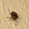 Stink bug