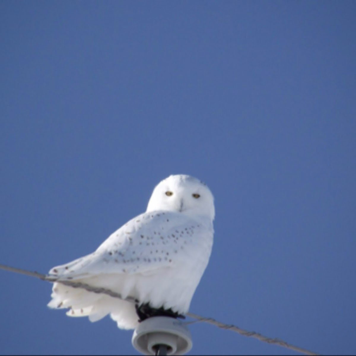 Snowy Owl