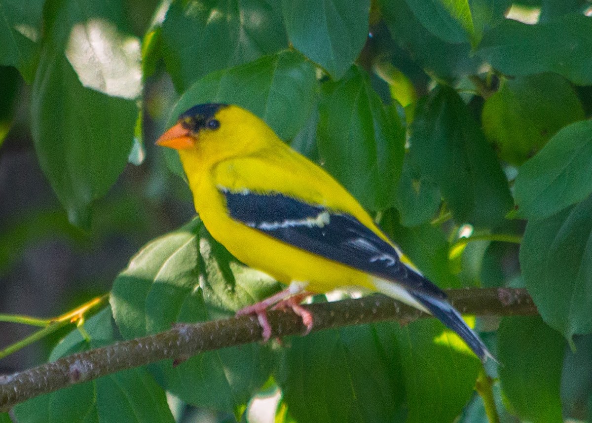 American Goldfinch