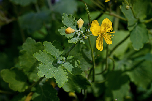 Chelidonium majus