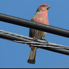 House Finch       male