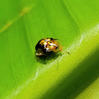 Mottled tortoise beetle