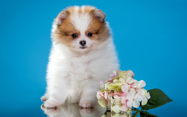 Pomeranian Wallpaper