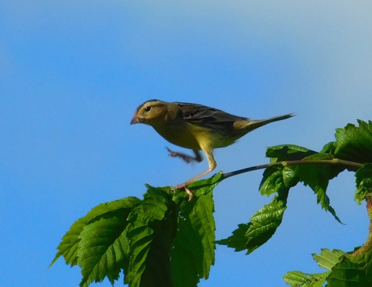 Bobolink (Female)