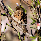 House Sparrow; Gorrión Común