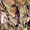 House Sparrow; Gorrión Común