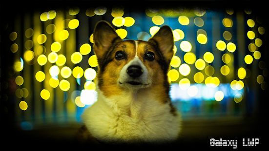 Free Corgi Wallpaper APK for Android