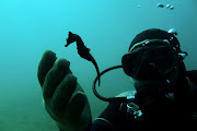 A diver observes a seahorse during a dive in the village of Stratoni near Chalkidiki, Greece, on November 4 2015.