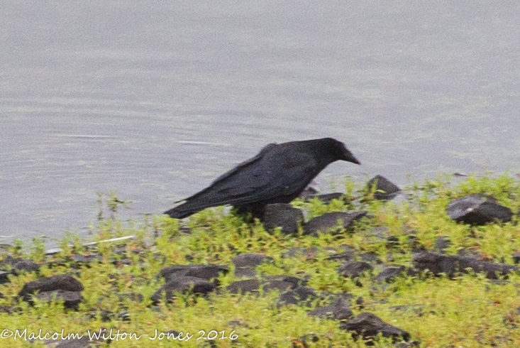 Carrion Crow