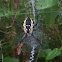 Black and Yellow Argiope