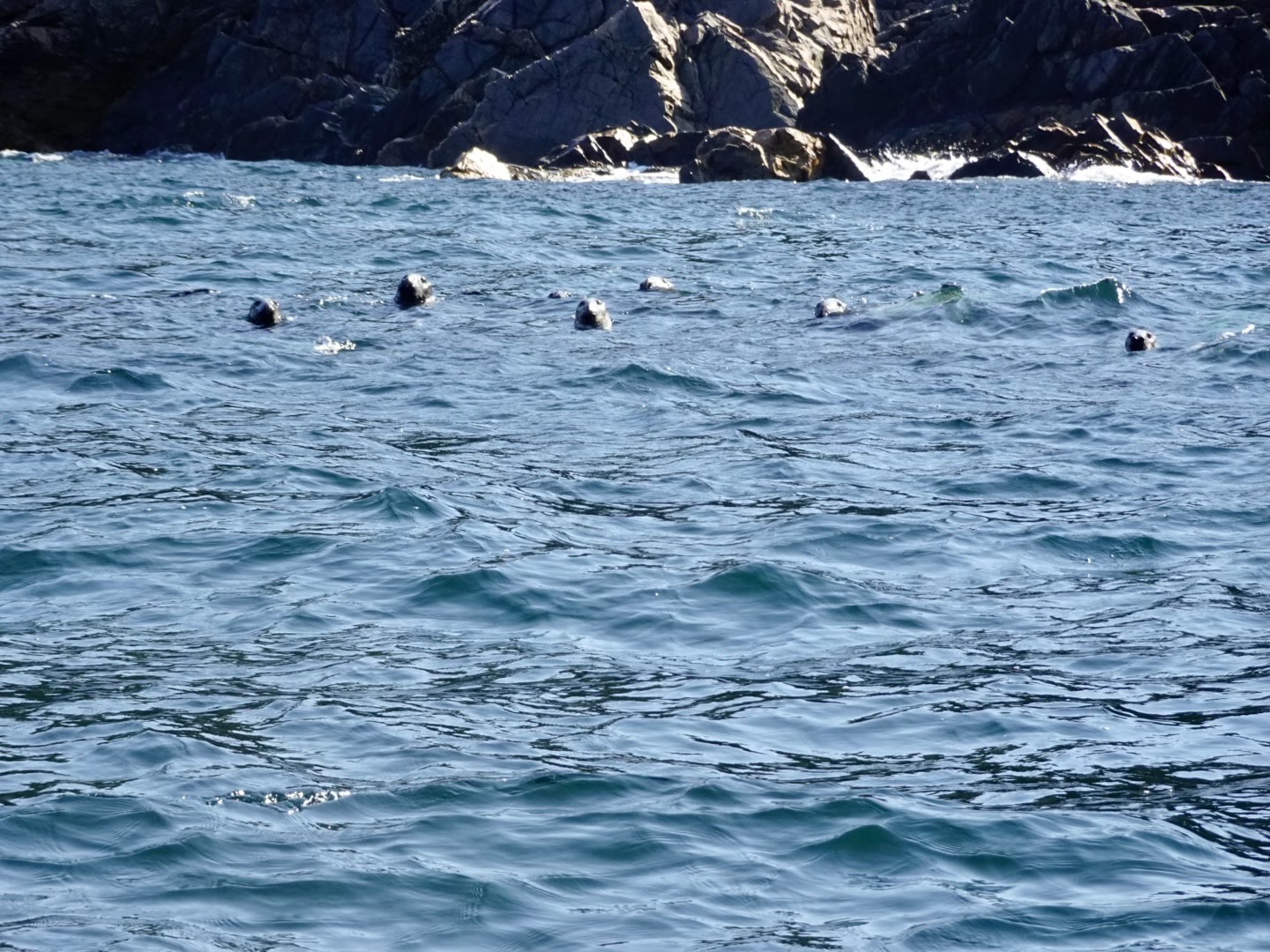 whale watching cape breton