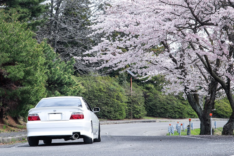 チェイサーのサクラと愛車・ドライブ・JZX100・桜とコラボに関するカスタム事例の投稿画像1枚目