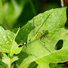 Eastern Pondhawk Dragonfly (female)