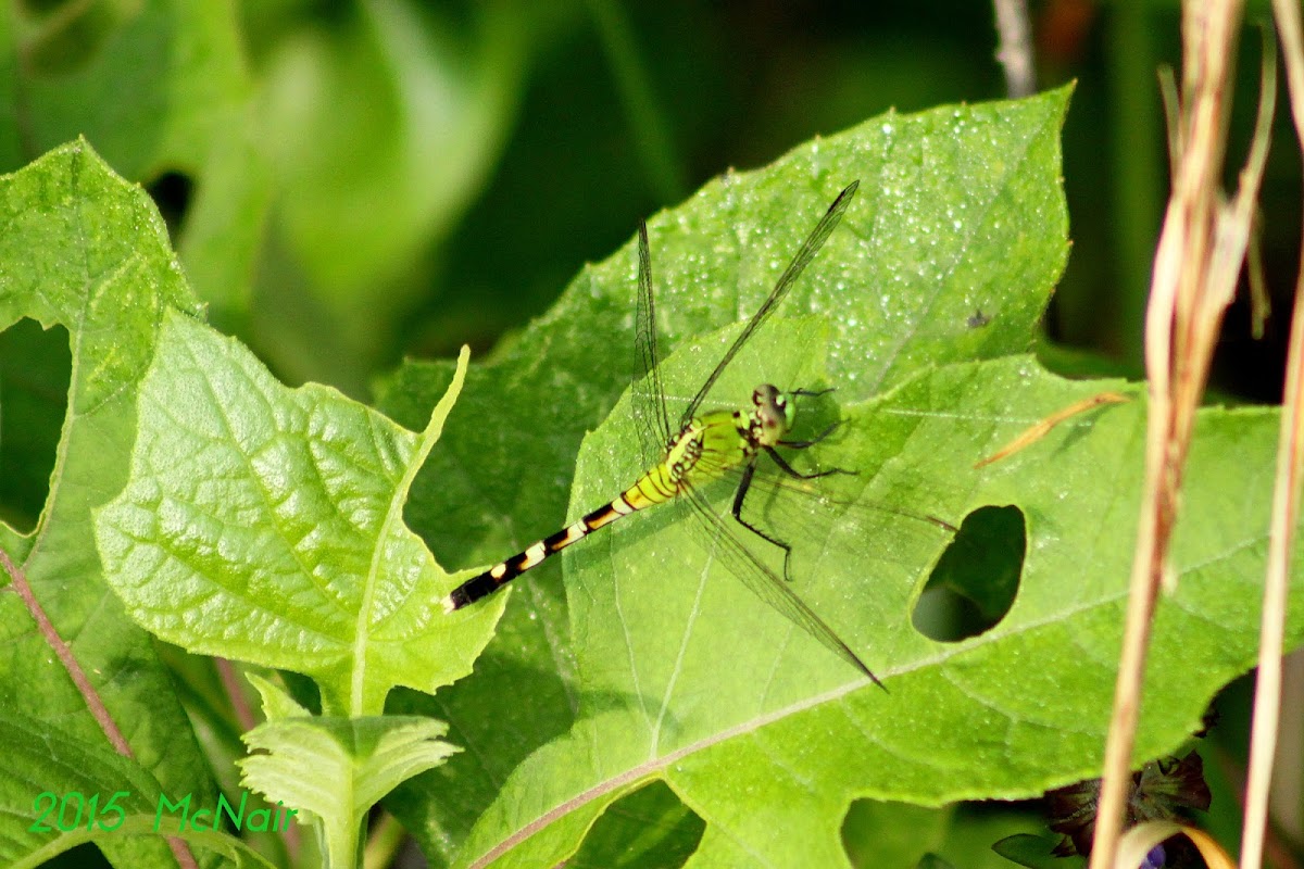 Eastern Pondhawk Dragonfly (female)