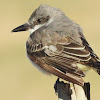 Gray Kingbird