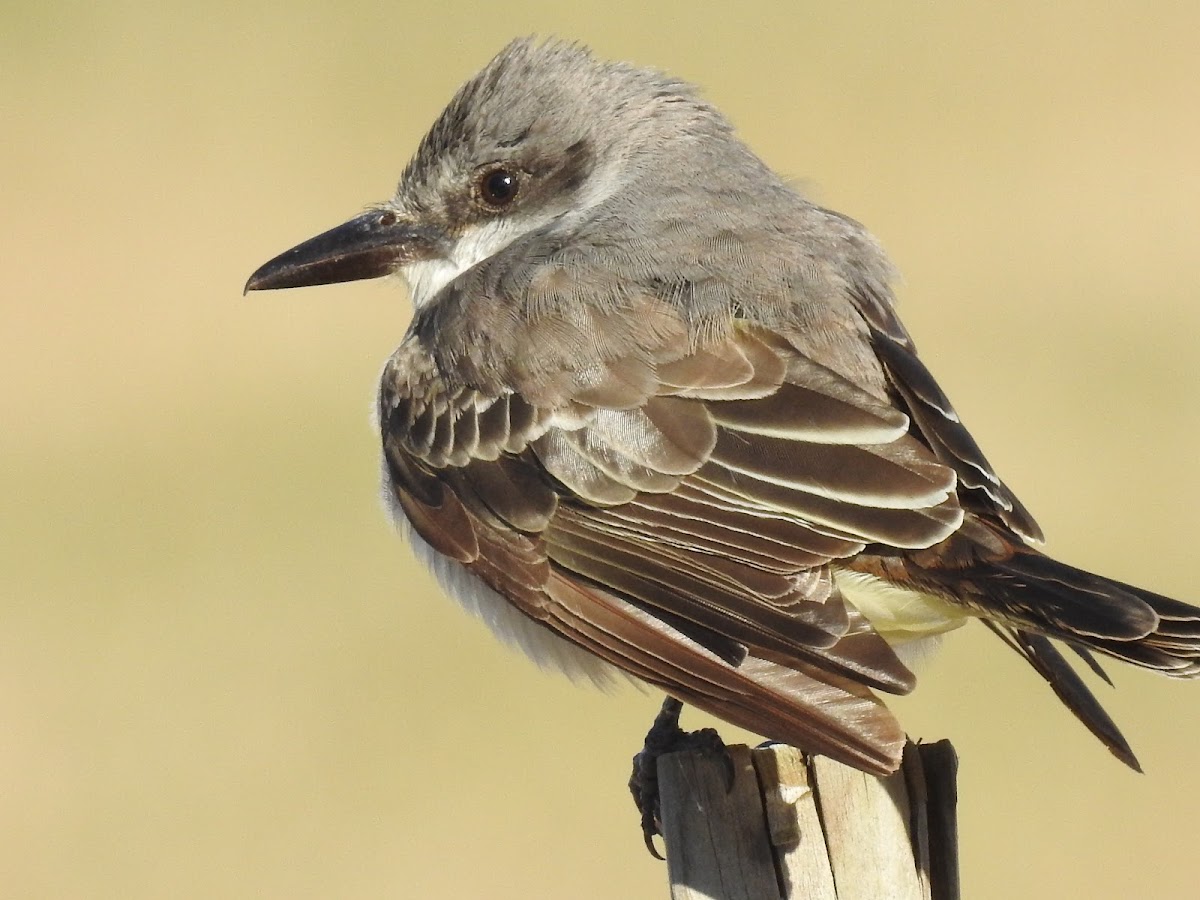 Gray Kingbird