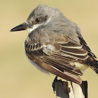 Gray Kingbird